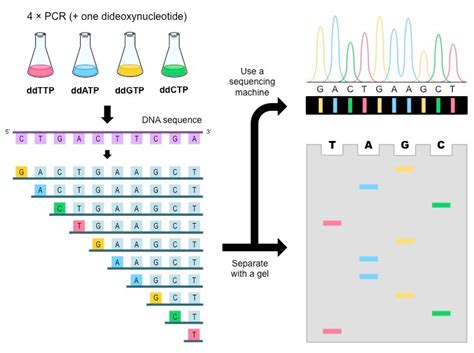 Sequencing Chemistry 